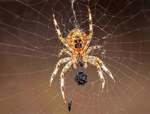 Dedetização de Aranhas na Barra Funda