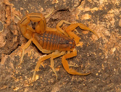 Dedetização de Escorpiões na Barra Funda