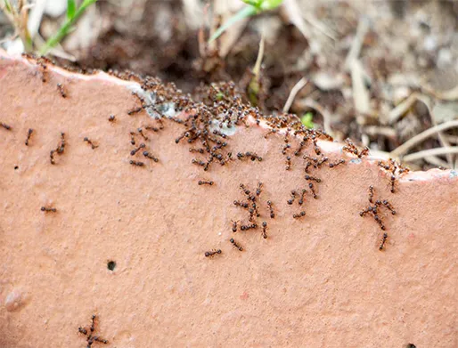 Dedetização de Formigas na Barra Funda