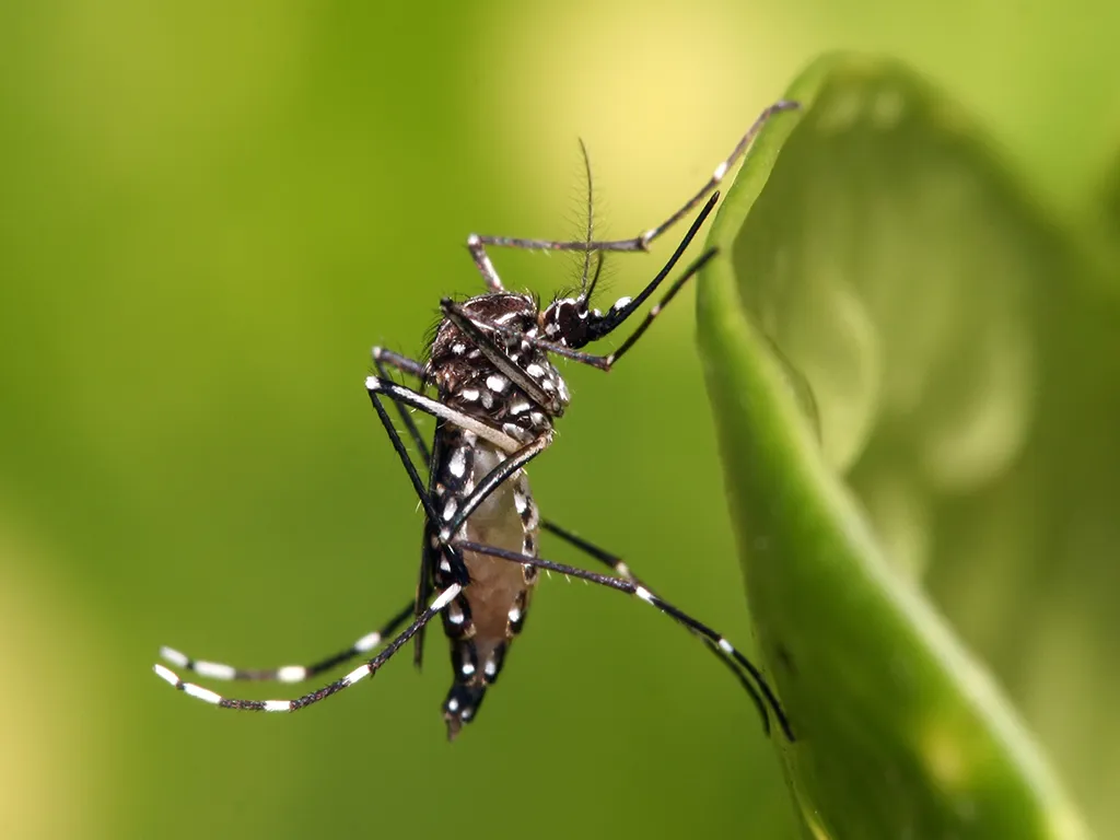 Dedetização de Mosquitos na Barra Funda