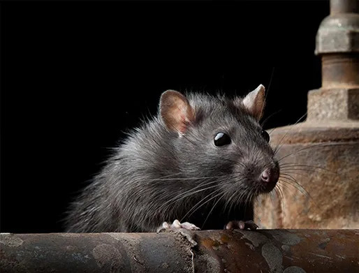 Dedetização de Ratos na Barra Funda